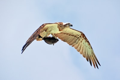 brown and white bird flying